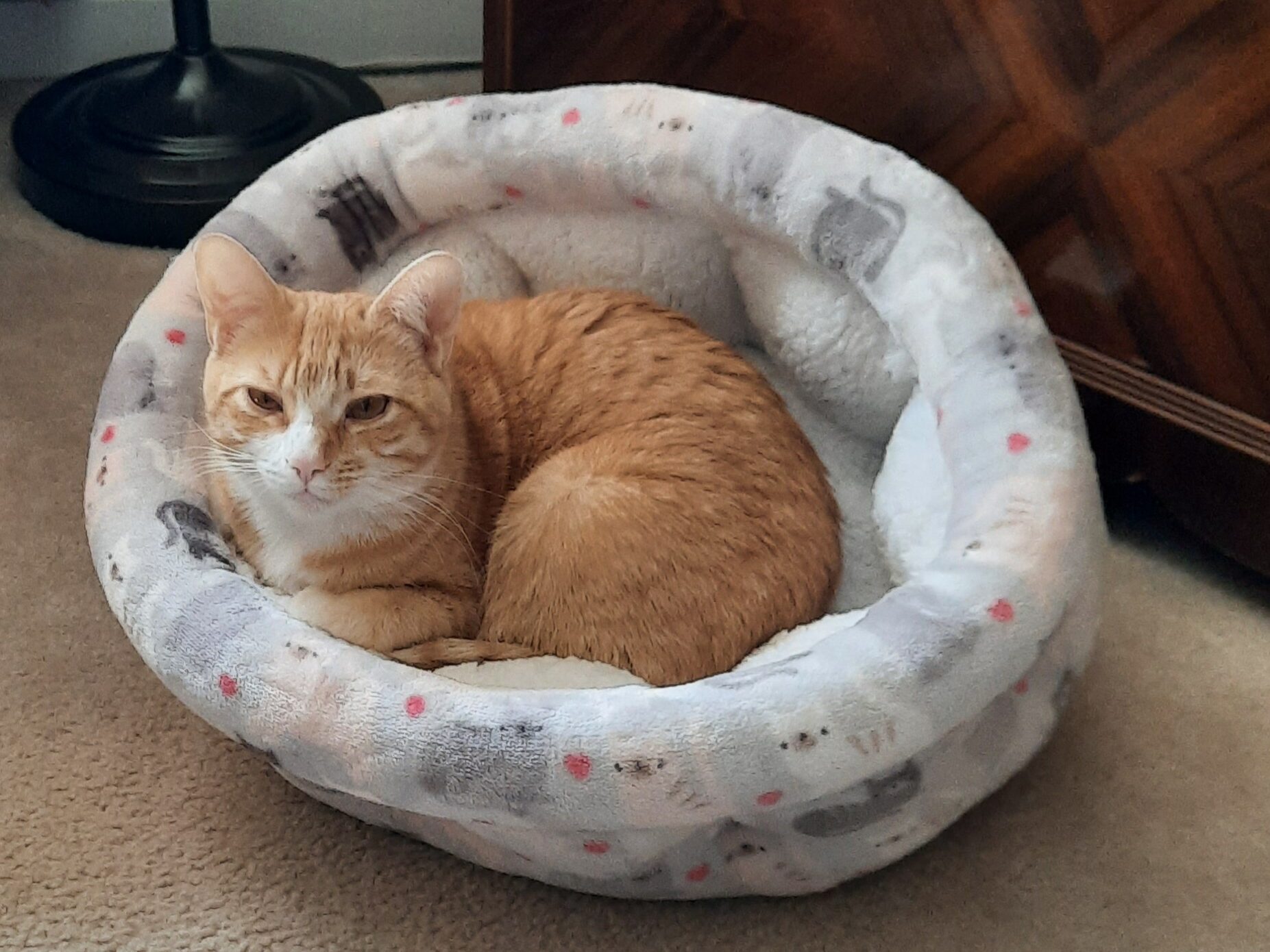 Sunny - orange female cat with white on chin