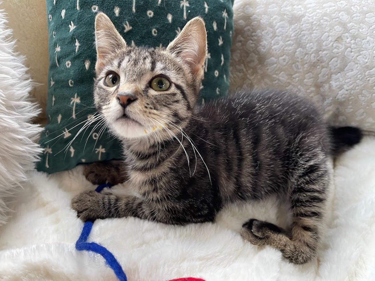 Stuffing before his corrective surgeries