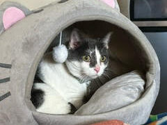 Anson - White cat with tabby markings