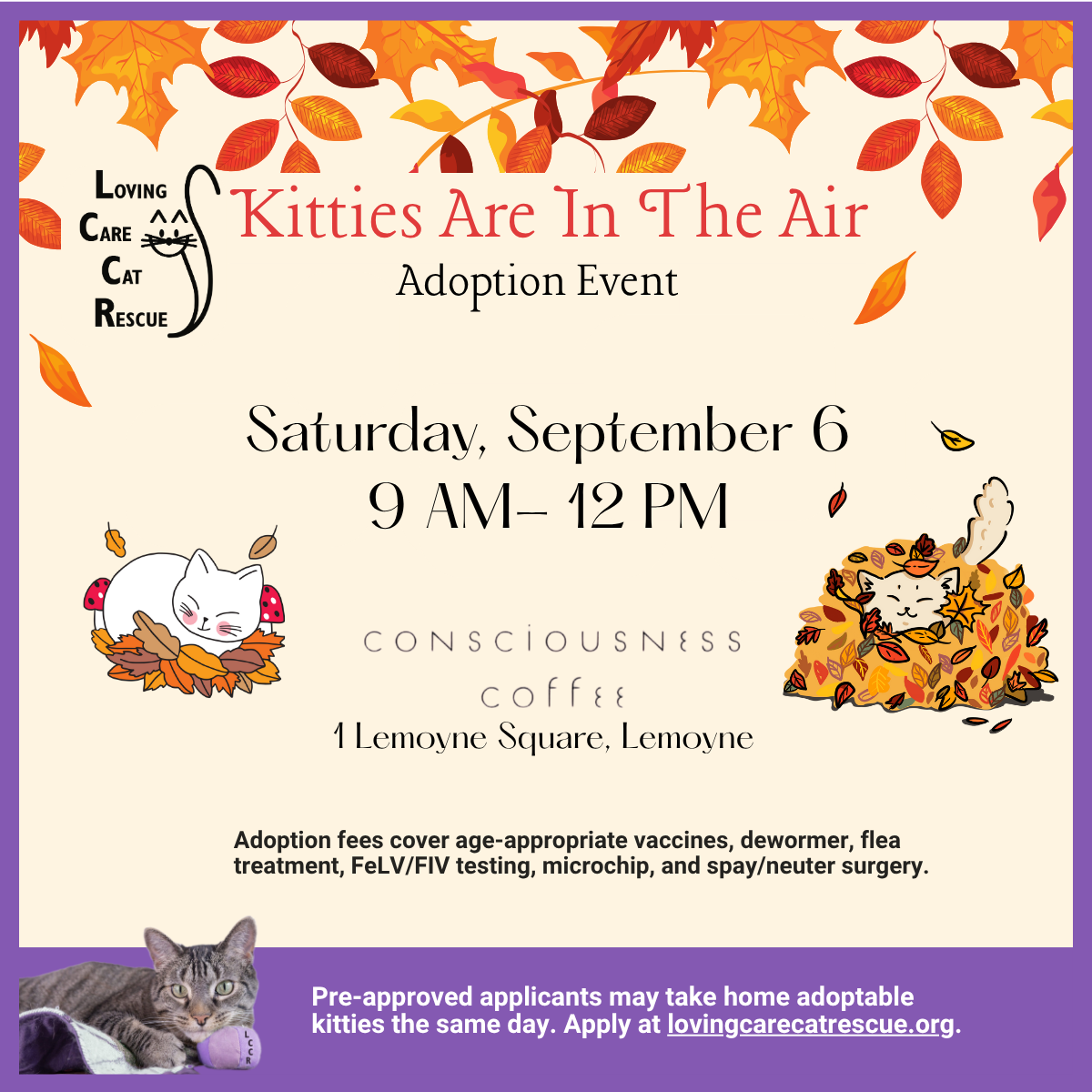 A Loving Care Cat Rescue: Transforming Lives with Compassion