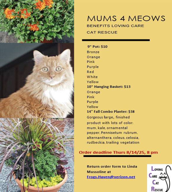 A Loving Care Cat Rescue: Transforming Lives with Compassion