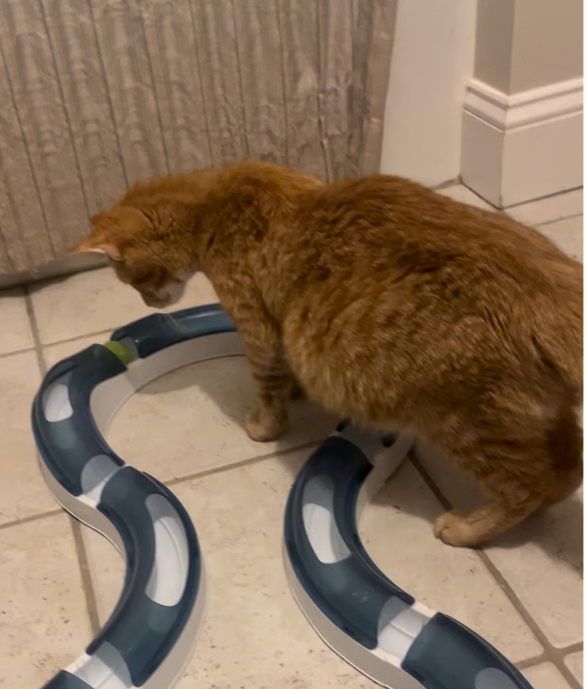 Stuffing, a gray cat with his two new owners