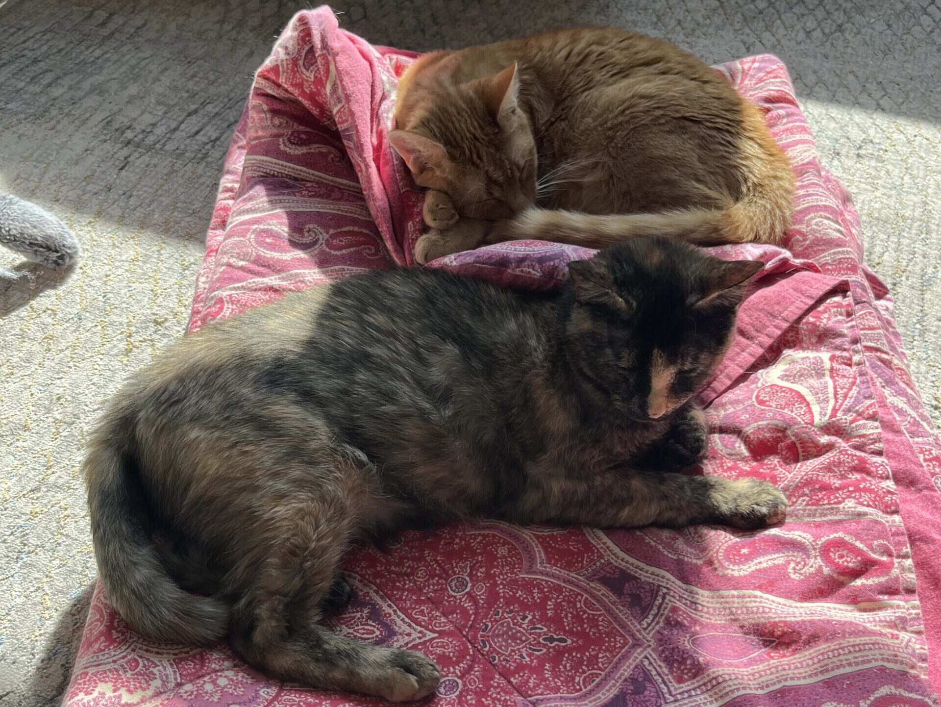 Anson - White cat with tabby markings