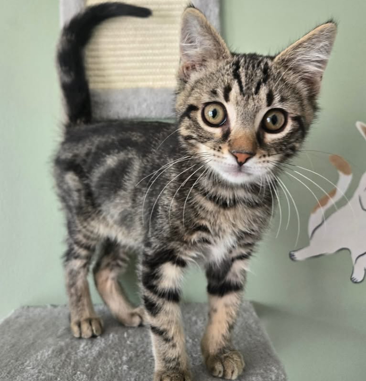 A brown and grey kitten