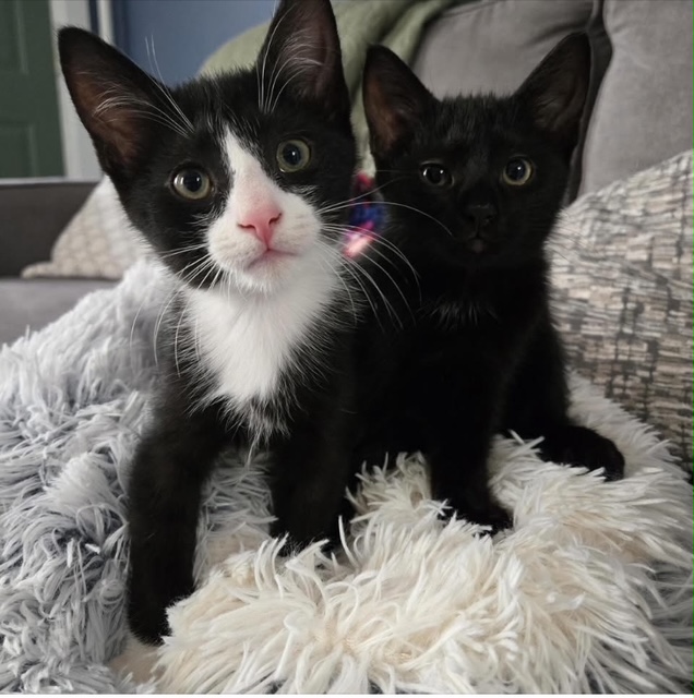 Two kittens sitting on a fuzzy blanket