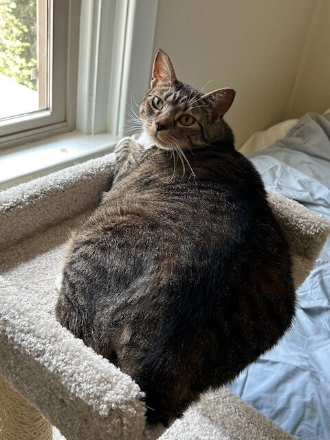 Bella the cat at her beginning weight