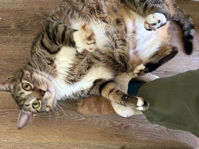 Bella midway through her weight loss journey, with her paws up in the air