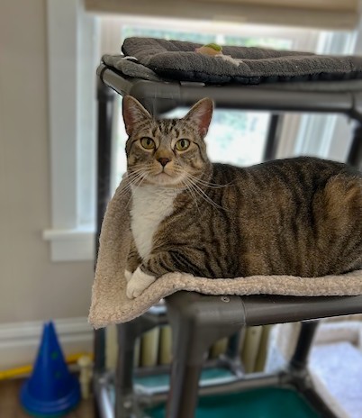 Bella at a healthier weight