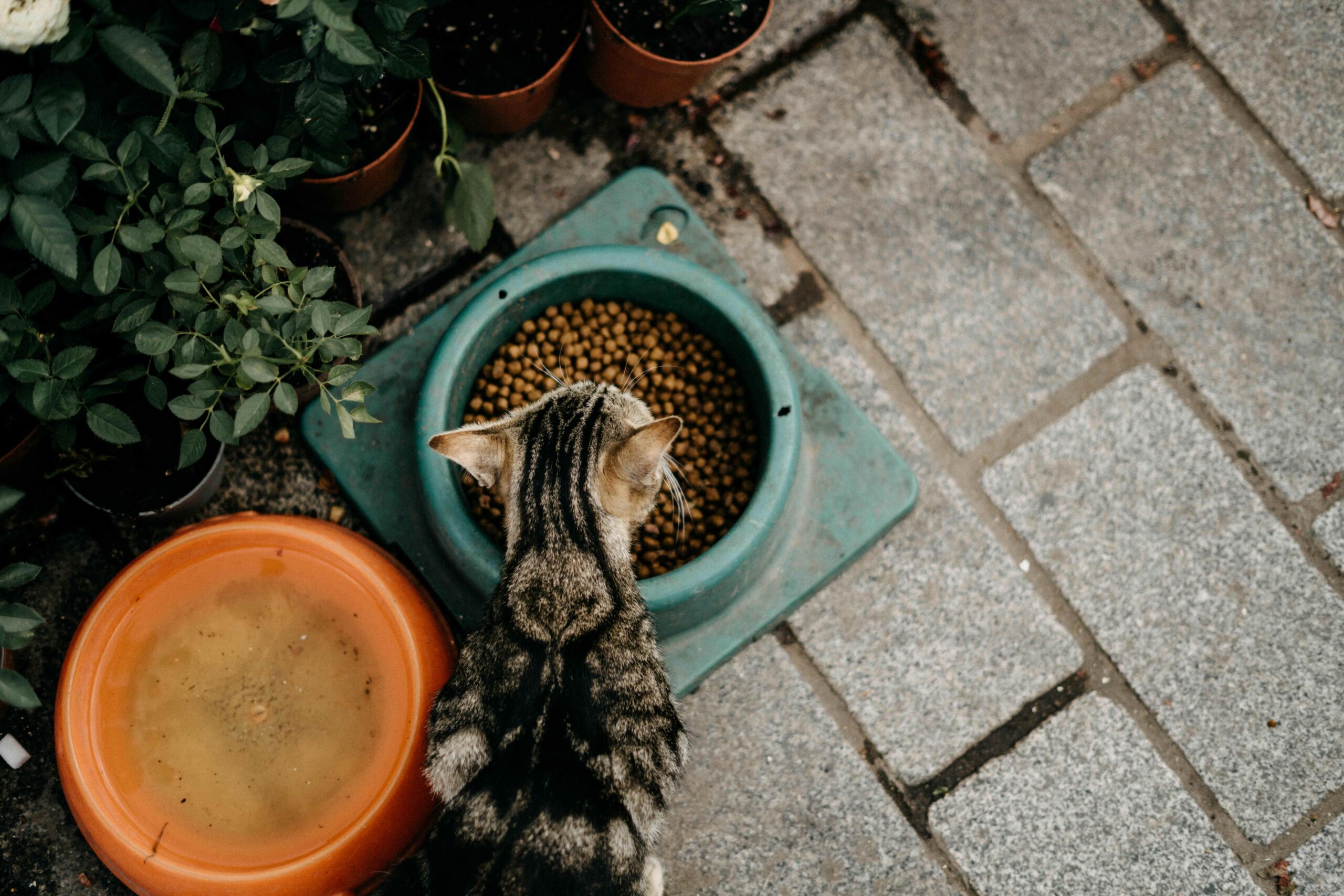 A cat eating dry food on a stone patio