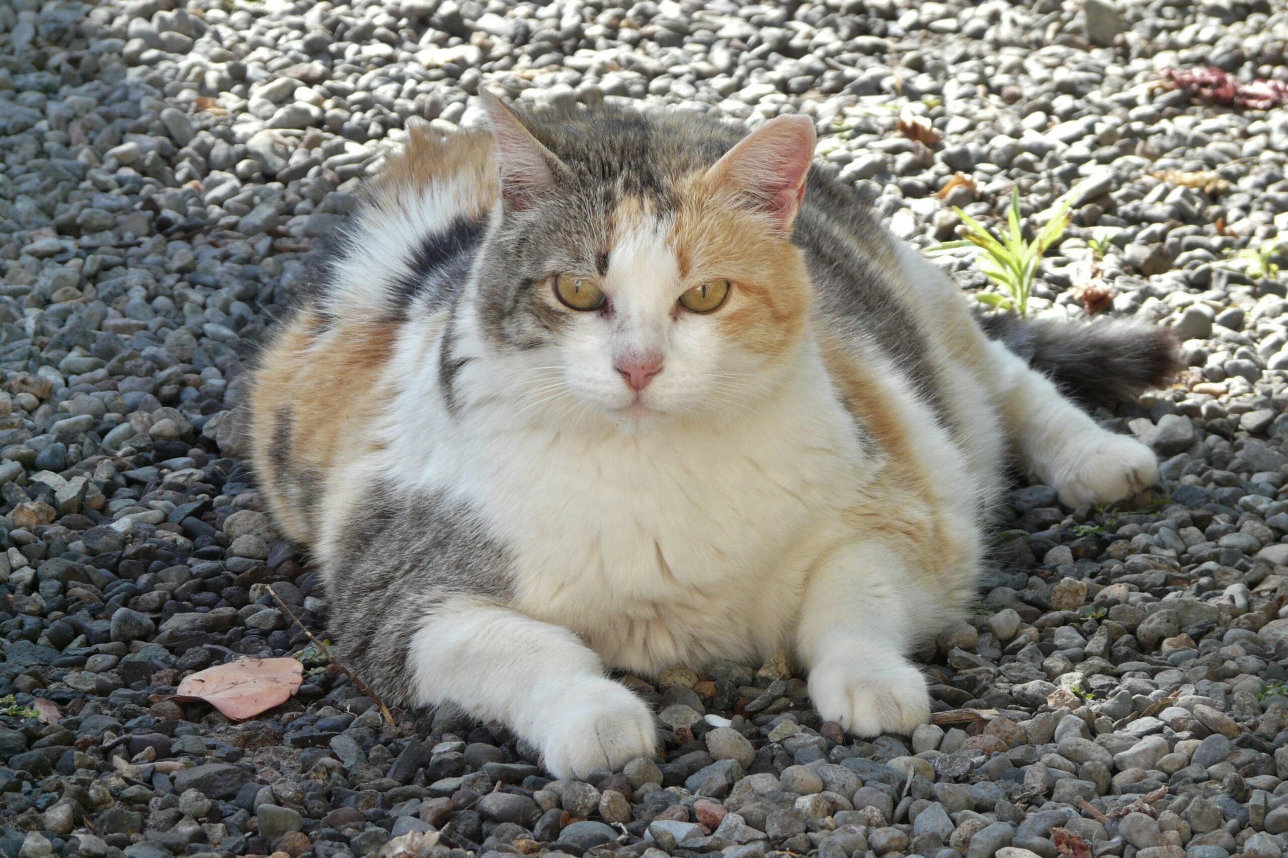 A large calico cat
