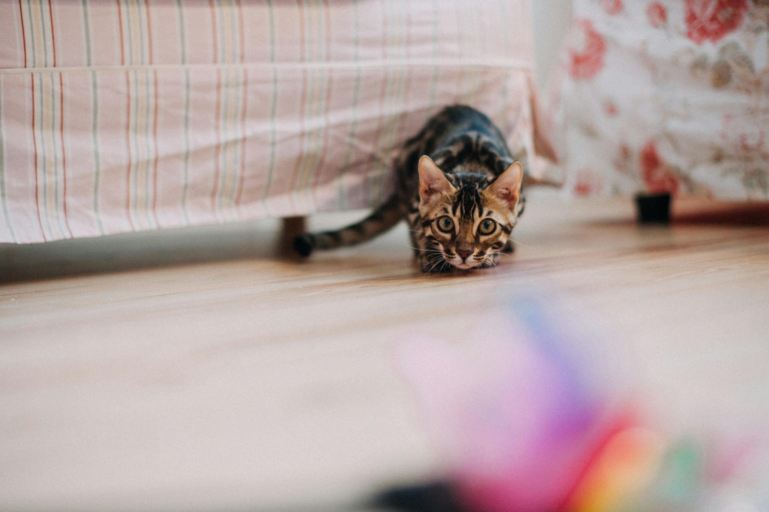 a cat preparing to pounce on a feather toy